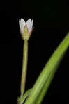 Fringed willowherb